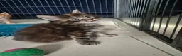 Maine Coon gatti in vendita: Maine coon femmina - Annuncio 1