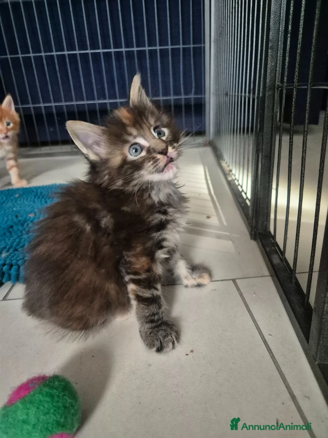 Maine Coon gatti in vendita: Maine coon femmina - Annuncio 1