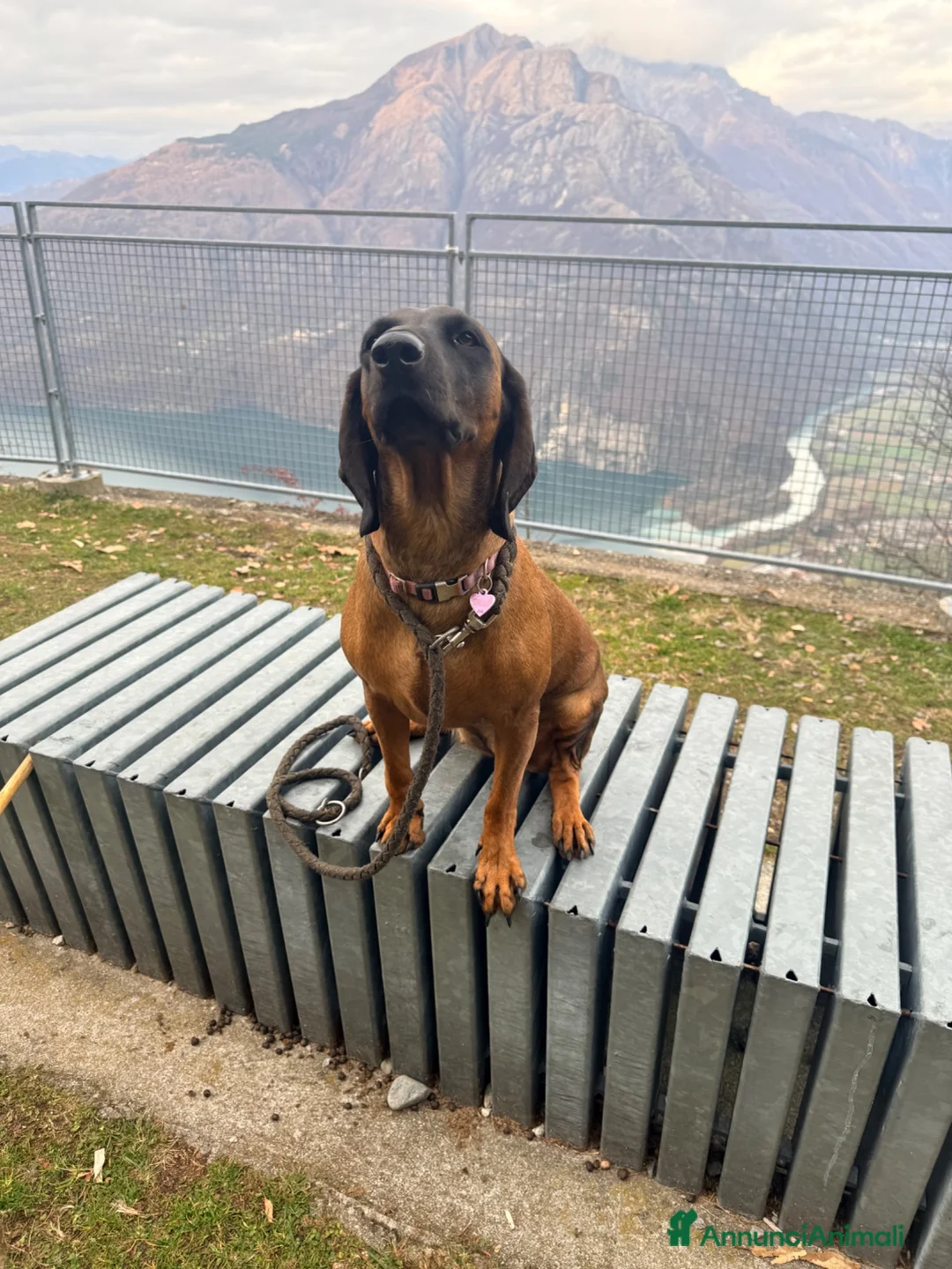 Segugio Bavarese cani in vendita: Cuccioli di segugio bavarese  a Provincia di Sondrio - Annuncio 2