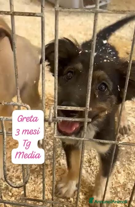 Meticcio cani Cuccioli invisibili da salvare  - Annuncio 4