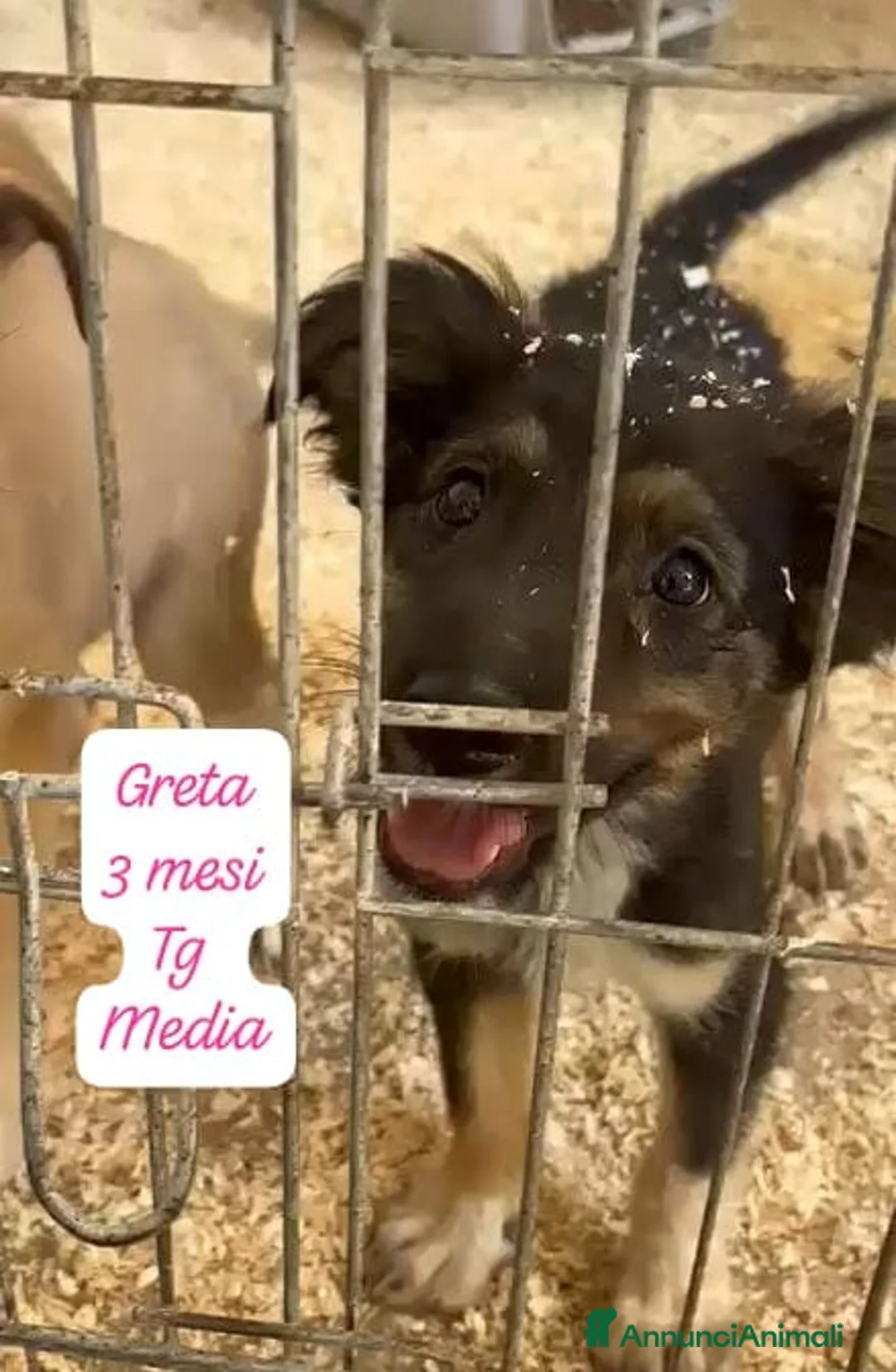 Meticcio cani in regalo: Cuccioli invisibili da salvare  a Provincia di Pistoia - Annuncio 1