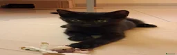 Meticcio gatti in regalo: Romeo  - Annuncio 2