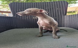 Levriero cani in vendita: Piccolo levriero italiano  a Provincia di Prato - Immagine 8