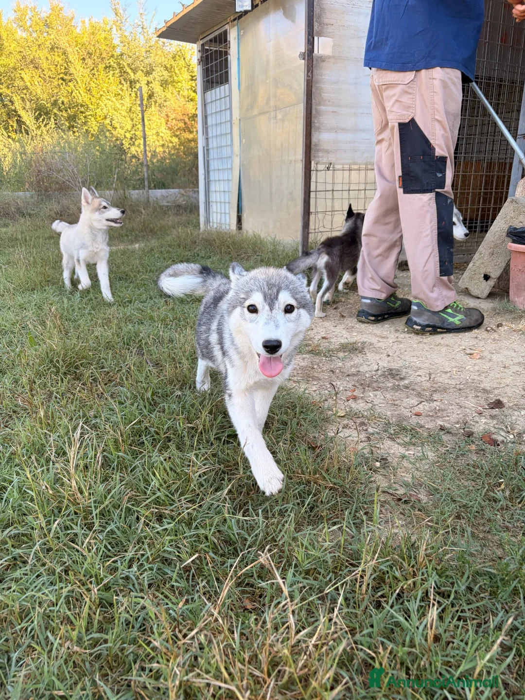 Husky cani in vendita: Cuccioli Siberian Husky  - Annuncio 2