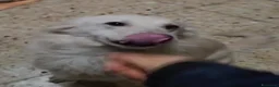 Meticcio cani in regalo: Vera 3anni bellissima vive coi gatti in garage SUD - Annuncio 4