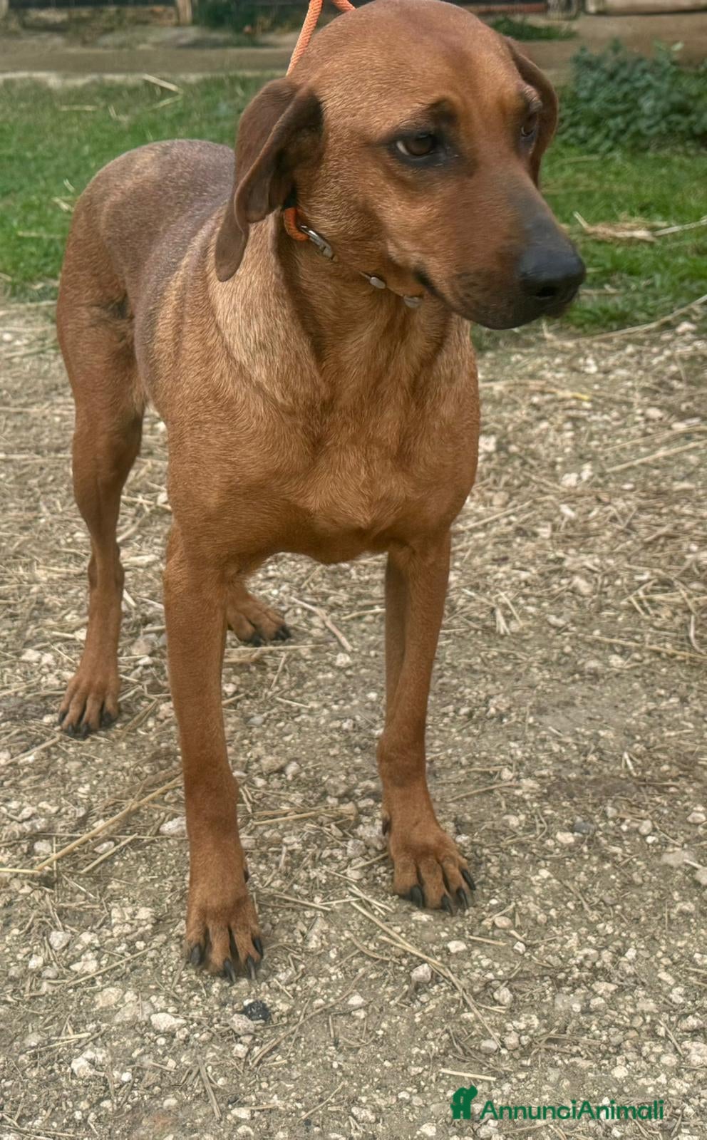 Segugio cani VELA, bellissima e buona cerca casa - Annuncio 2