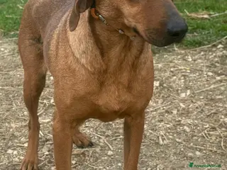 Segugio cani VELA, bellissima e buona cerca casa - Annuncio 3