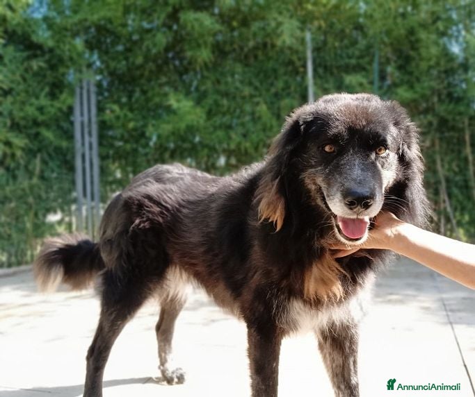 Meticcio cani LUPO dolcissimo pastore! - Annuncio 2