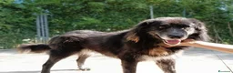 Meticcio cani in regalo: LUPO dolcissimo pastore! - Annuncio 1
