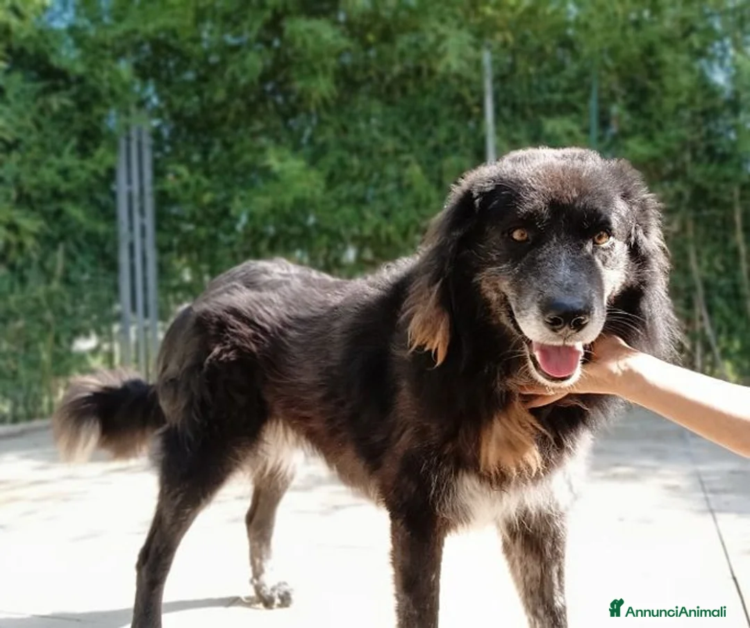 Meticcio cani in regalo: LUPO dolcissimo pastore! - Annuncio 1