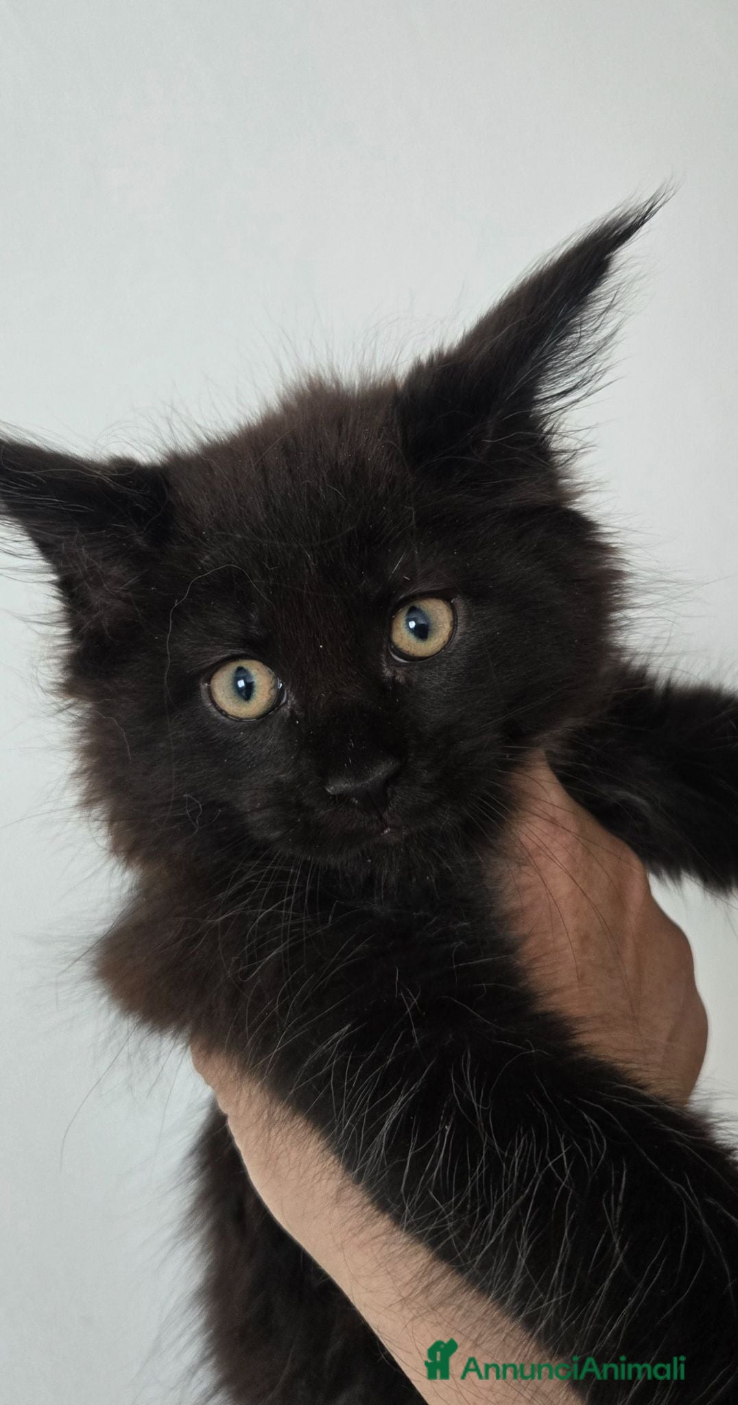 Maine Coon gatti Maine coon black  maschio xl - Annuncio 2