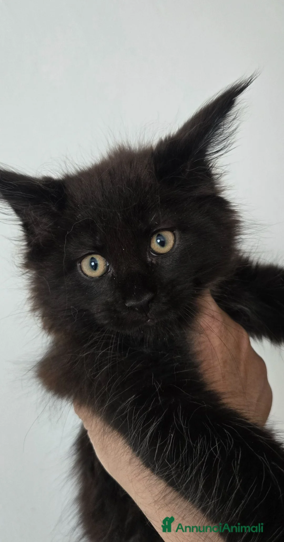 Maine Coon gatti in vendita: Maine coon black  maschio xl - Annuncio 1