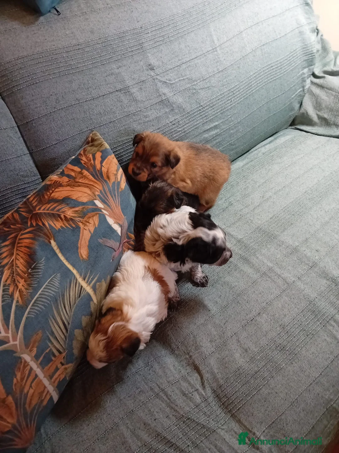 Meticcio cani in regalo: Cuccioli di taglia piccola  - Annuncio 8