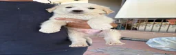 Meticcio cani in regalo: Cuccioli Simil Labrador in regalo a Città metropolitana di Roma Capitale - Annuncio 4