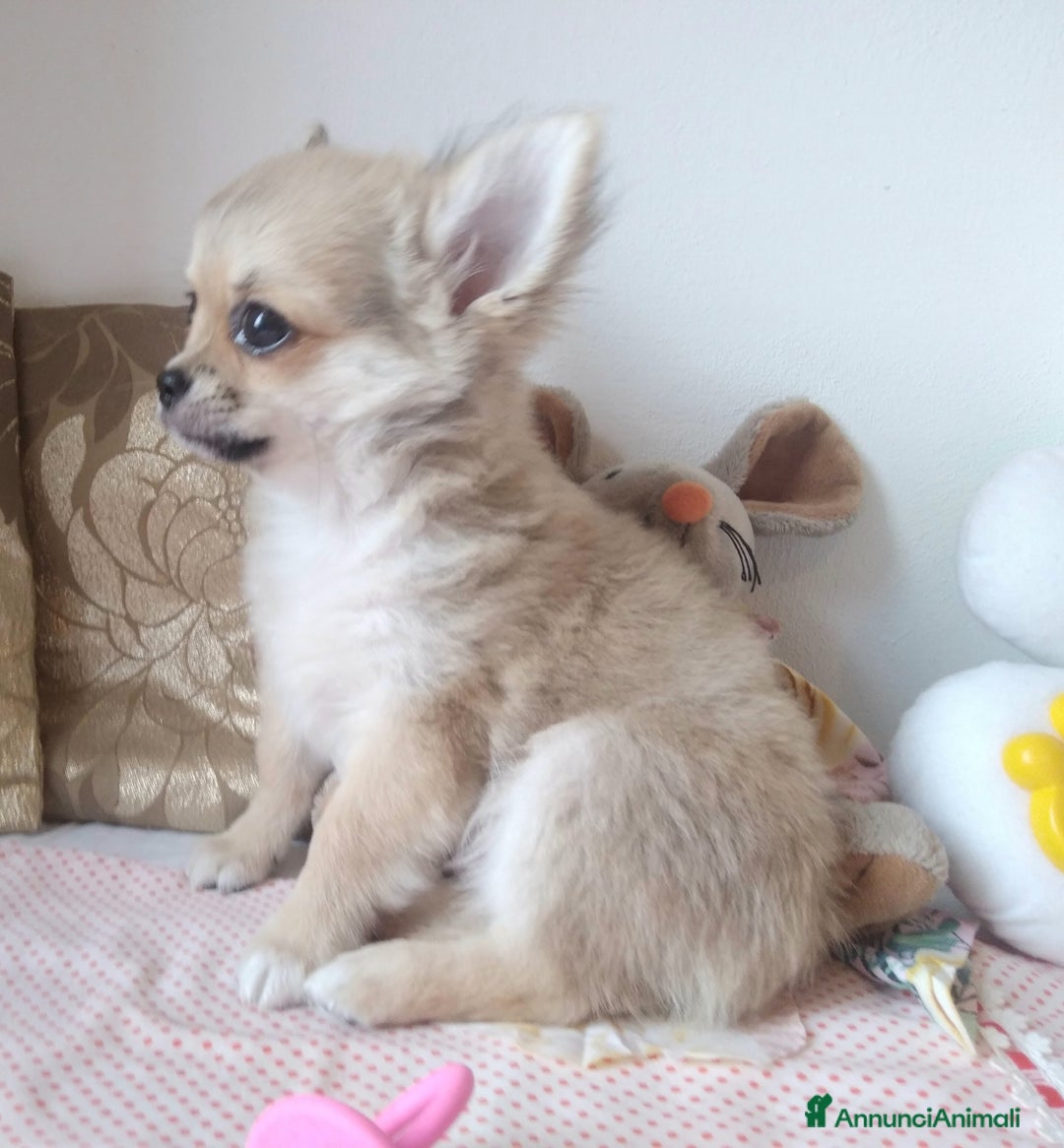 Chihuahua cani in vendita: Chihuahua maschio a pelo lungo con Pedegree  - Annuncio 13