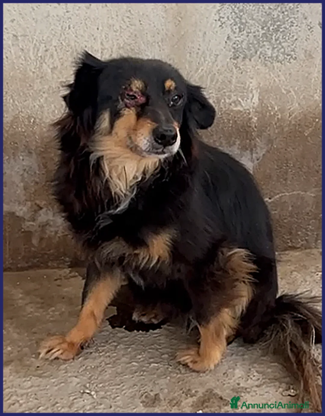 Meticcio cani in regalo: APACHE timidino ha bisogno di aiuto - Annuncio 2