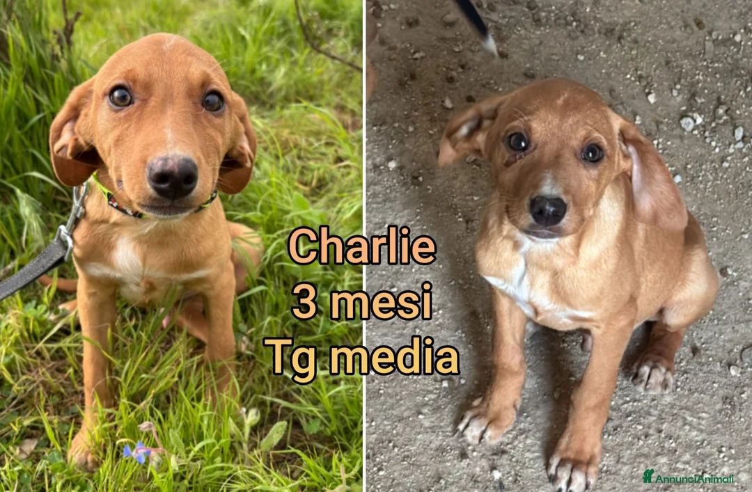 Meticcio cani in regalo: TROPPI CUCCIOLI ABBANDONATI  - Annuncio 6