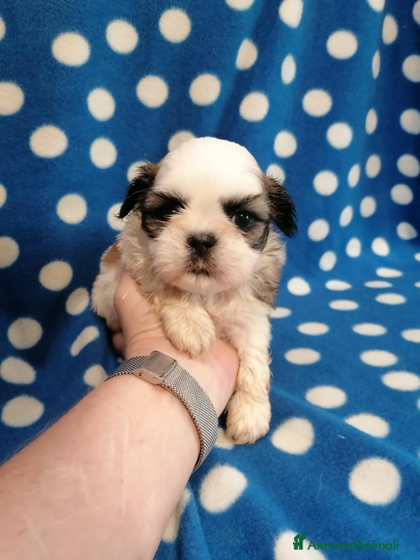 Shih Tzu cani Shih Tzu cuccioli - Annuncio 8