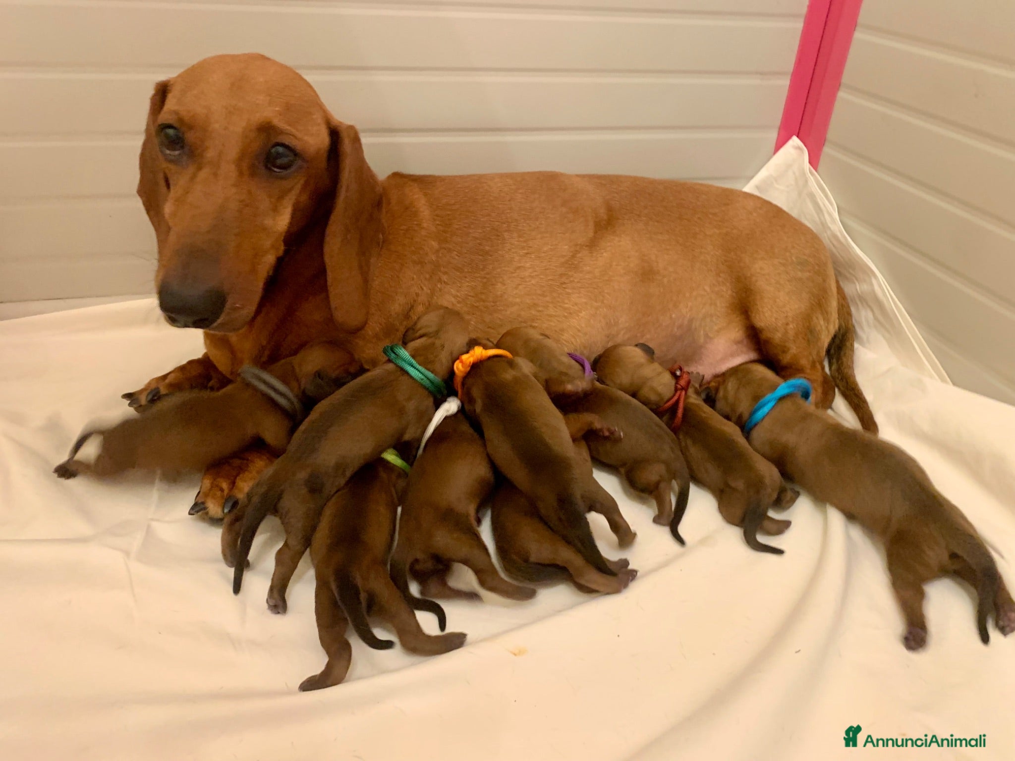 Bassotto cani CUCCIOLI BASSOTTI STANDARD - Annuncio 5