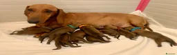 Bassotto cani in vendita: CUCCIOLI BASSOTTI STANDARD - Annuncio 1