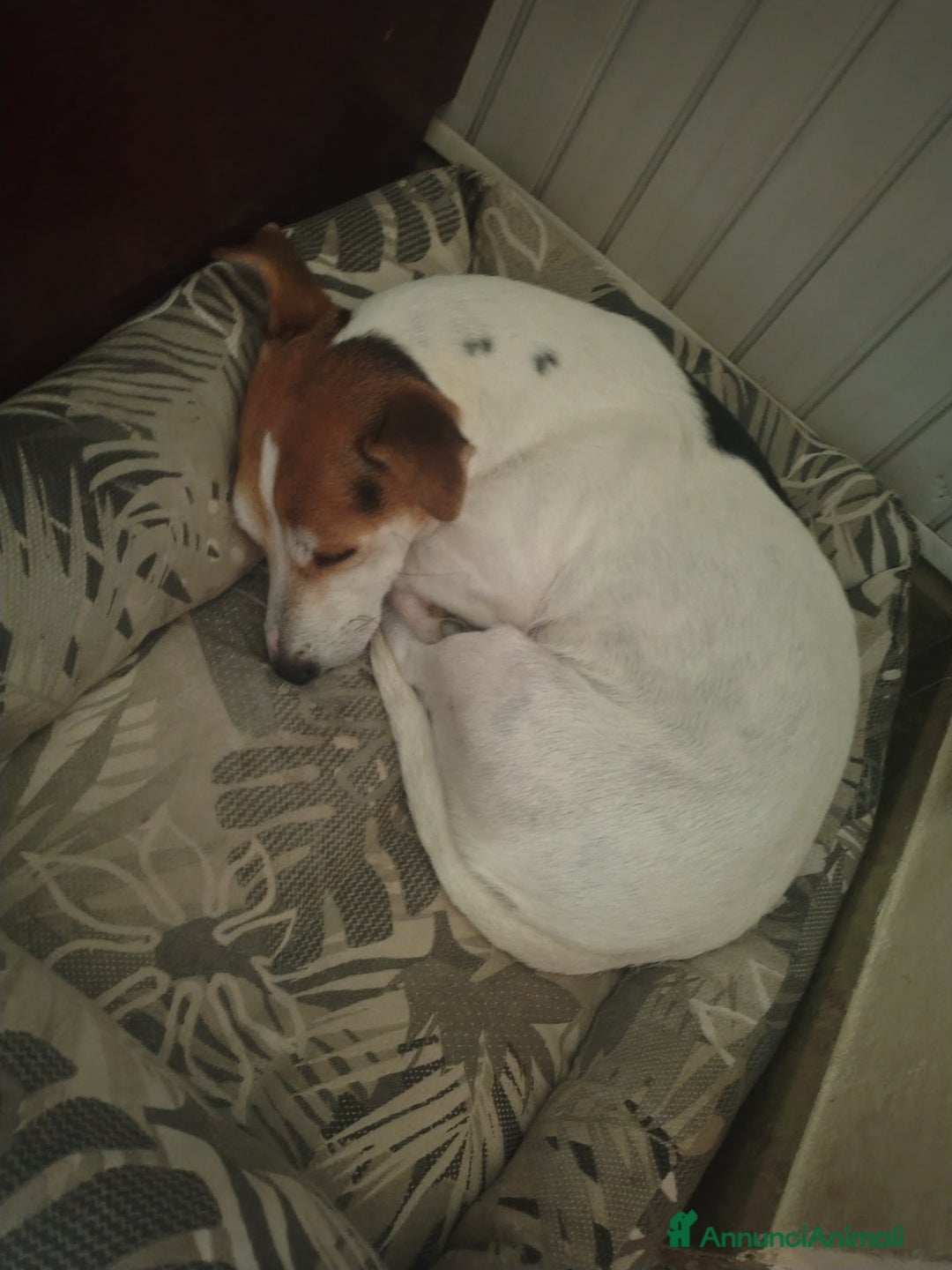 Jack Russell cani in vendita: Cuccioli jack russel  - Annuncio 9