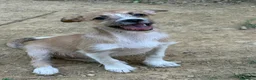 Meticcio cani in regalo: TARA, nanetta super coccolona! TG PICCOLA - Annuncio 1
