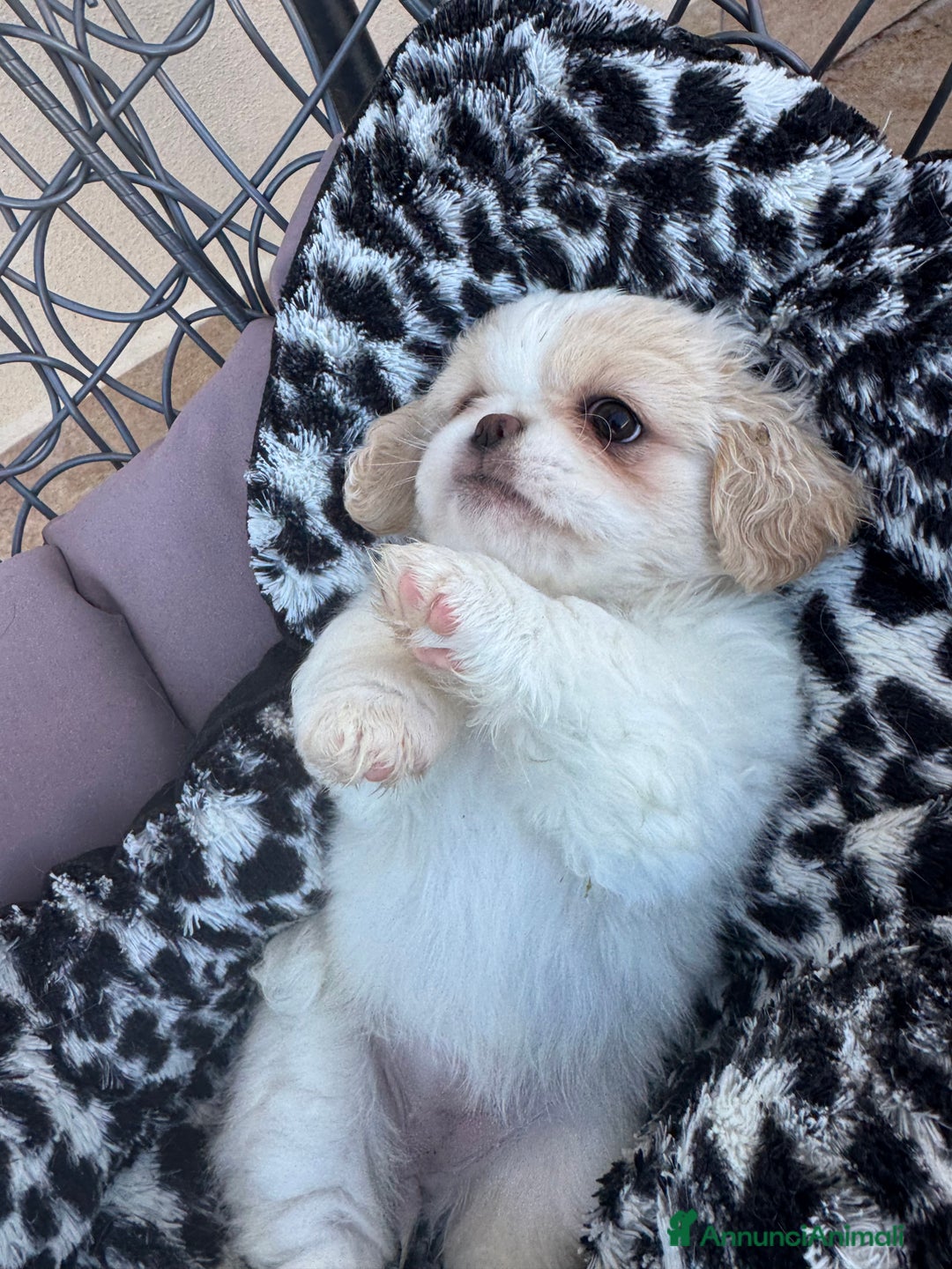 Pechinese cani in vendita: Cuccioli pechinese - Annuncio 5