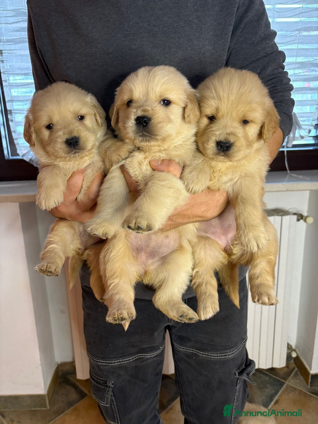 Golden Retriever cani in vendita: Ultime 2 Femmine Golden Retriever Selezionate - Annuncio 1