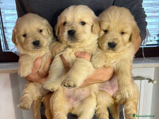 Golden Retriever cani Ultime 2 Femmine Golden Retriever Selezionate - Annuncio 12