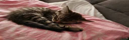 Europeo gatti in regalo: 2 gattini cercano casa  a Provincia di Belluno - Annuncio 4