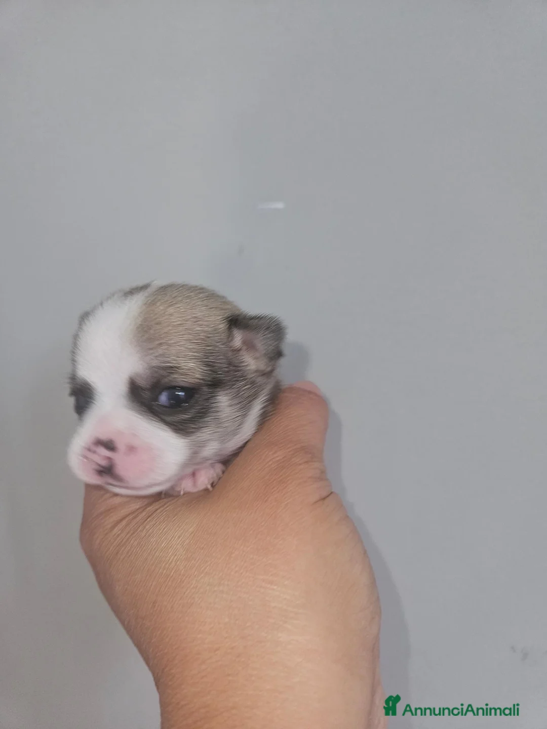 Chihuahua cani in vendita: Chihuahua  - Annuncio 6