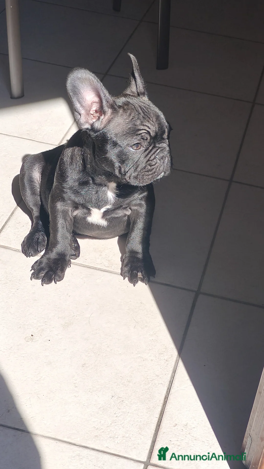 Bulldog Francese cani in vendita: Cucciolo di bulldog Francese (PEDIGREE ENCI) - Annuncio 6