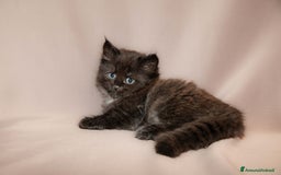 Siberiano gatti in vendita: Gattini siberiani  a Provincia di Padova - Immagine 3