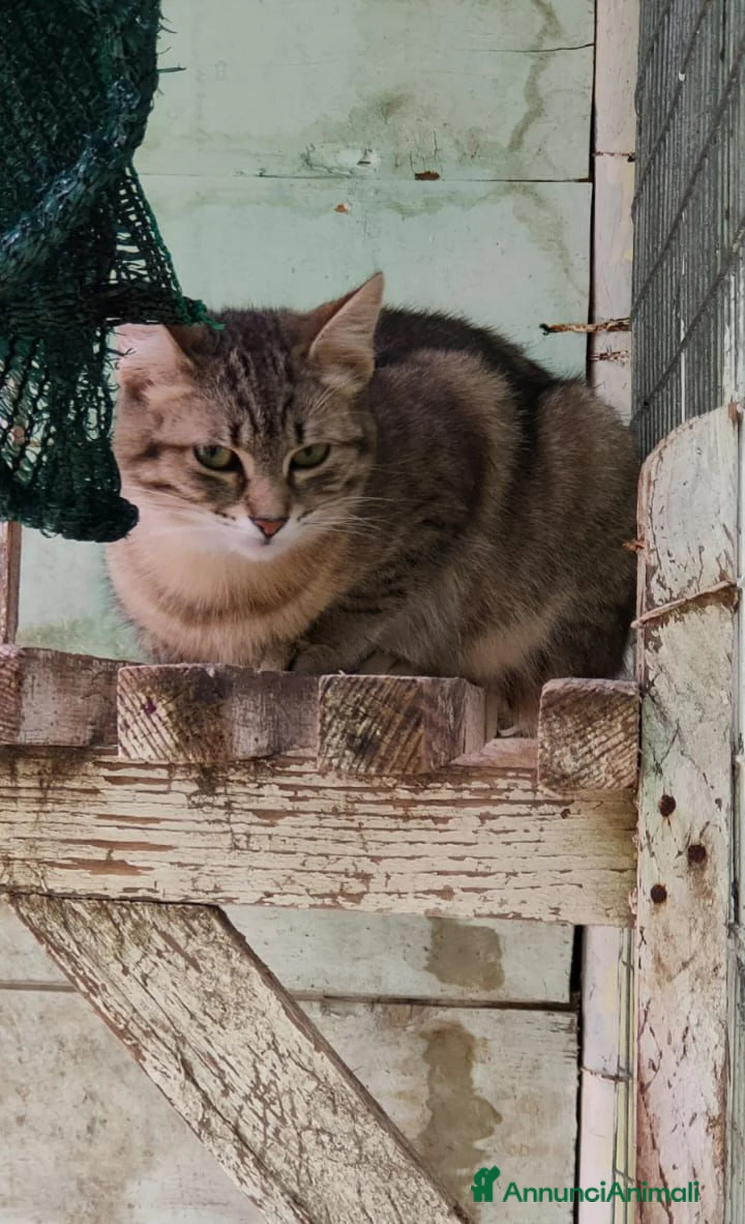 Europeo gatti in regalo: Gattina grigia di 5 mesi - Annuncio 2