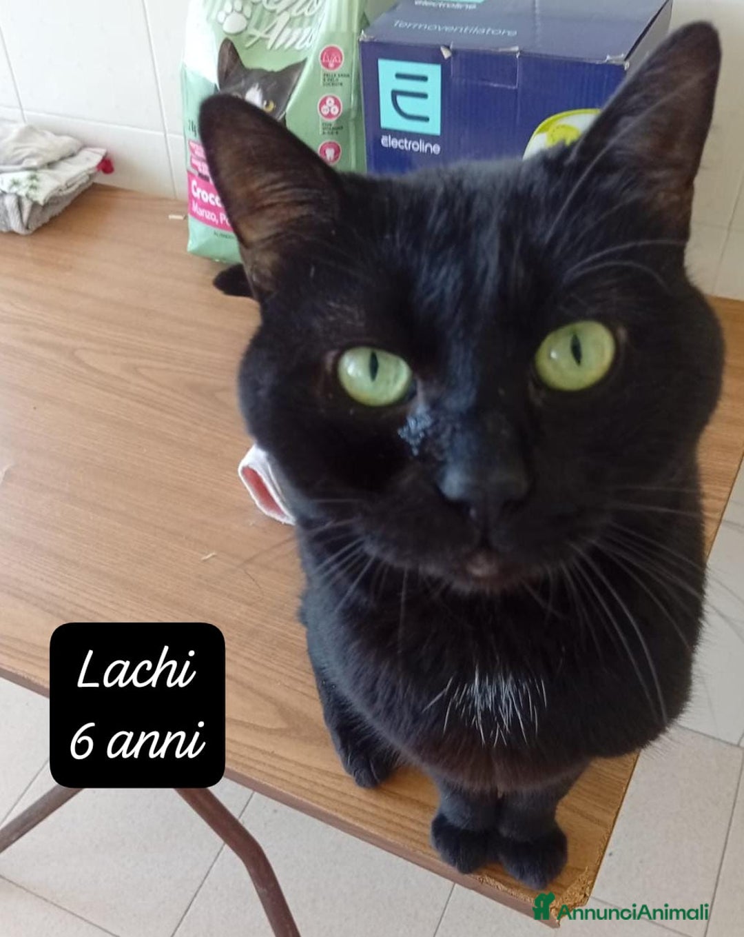 Altre razze gatti in regalo: Famiglie cercasi urgentemente x questi mici - Annuncio 9