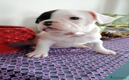 Bulldog Francese cani in vendita: Bulldog Francese  - Immagine 7
