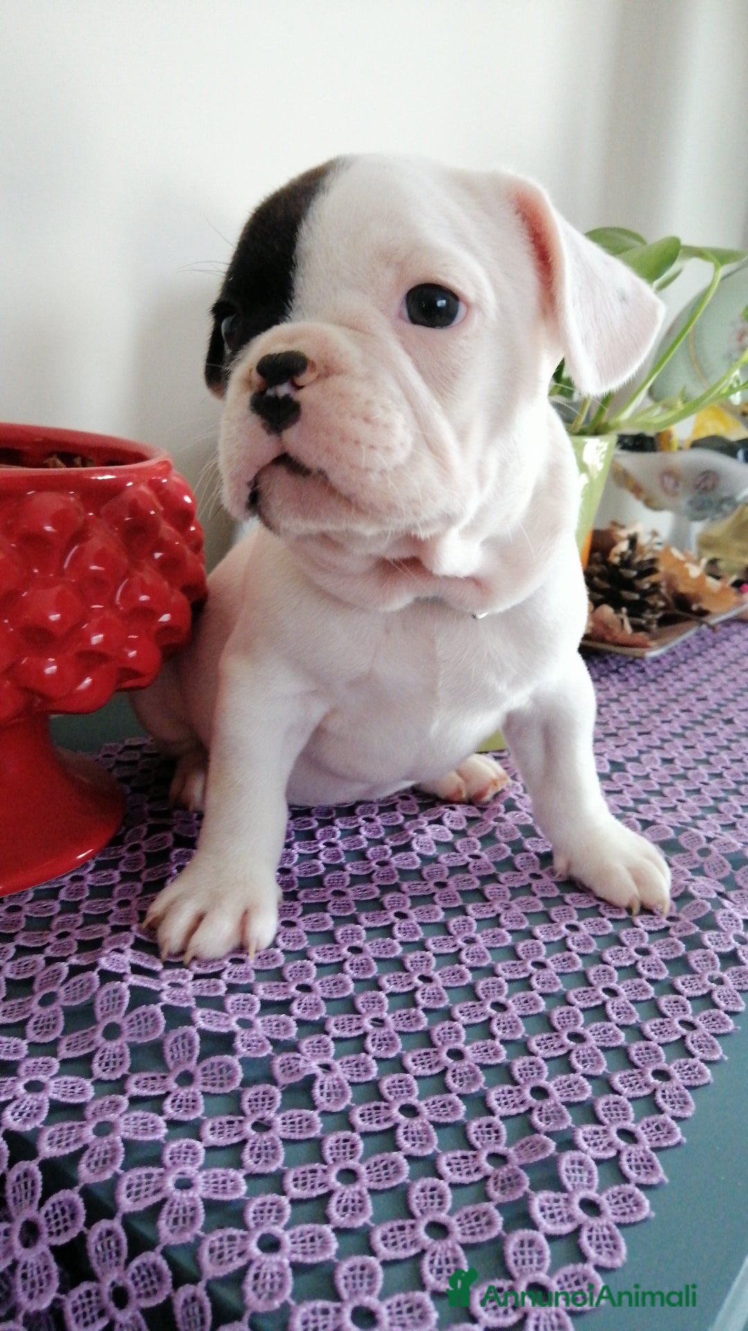 Bulldog Francese cani in vendita: Bulldog Francese  - Immagine 7