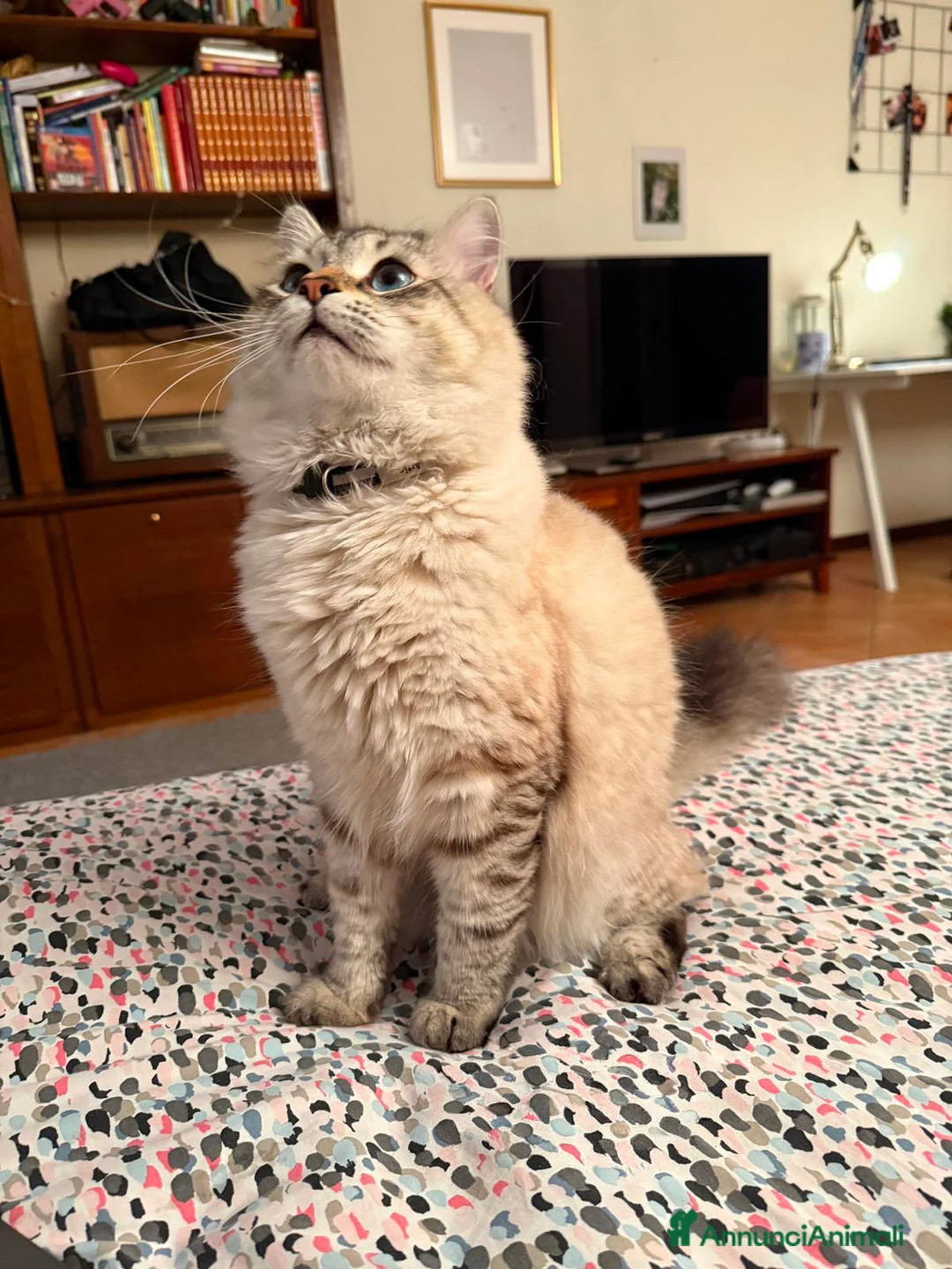 Siberiano gatti per accoppiamento: Gatto siberiano neva disponibile per monta - Annuncio 5