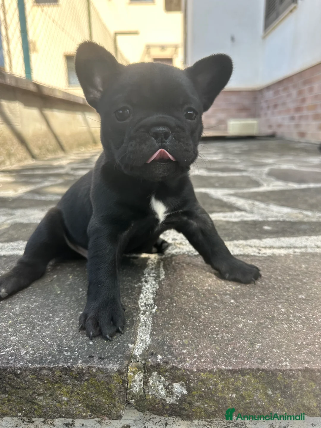 Bulldog Francese cani in vendita: bulldog francese  - Annuncio 15