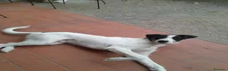 Meticcio cani in regalo: Snopopy bellissimo e dolcissimo spinoncino a Provincia di Bergamo - Annuncio 5