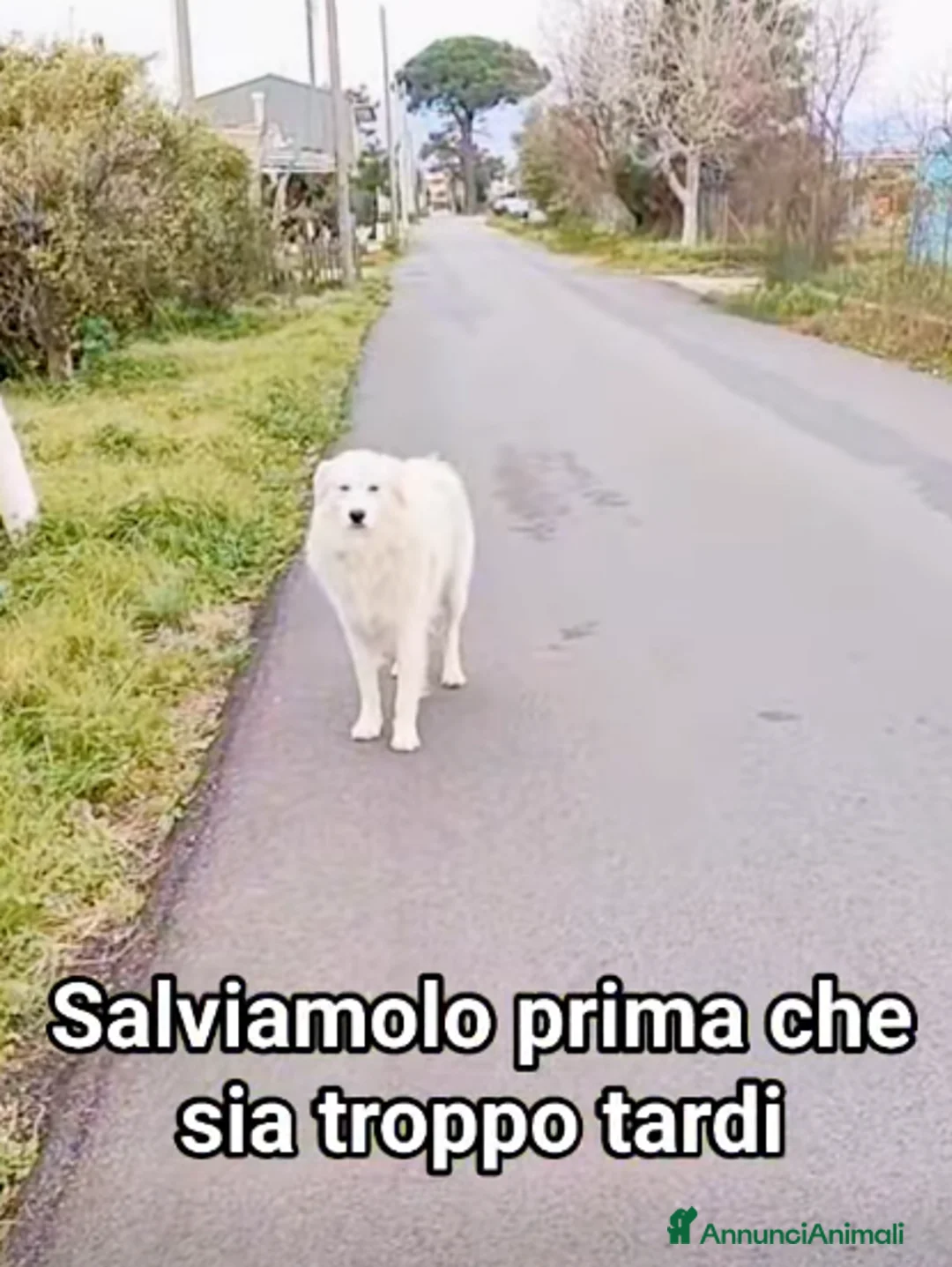 Meticcio cani in regalo: ADOZ.DEL💔: solo in strada,l’amico è stato avvelen - Annuncio 2