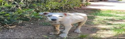 Meticcio cani in regalo: GIOVE 💙 pezzo unico. Cuore compreso. - Annuncio 4