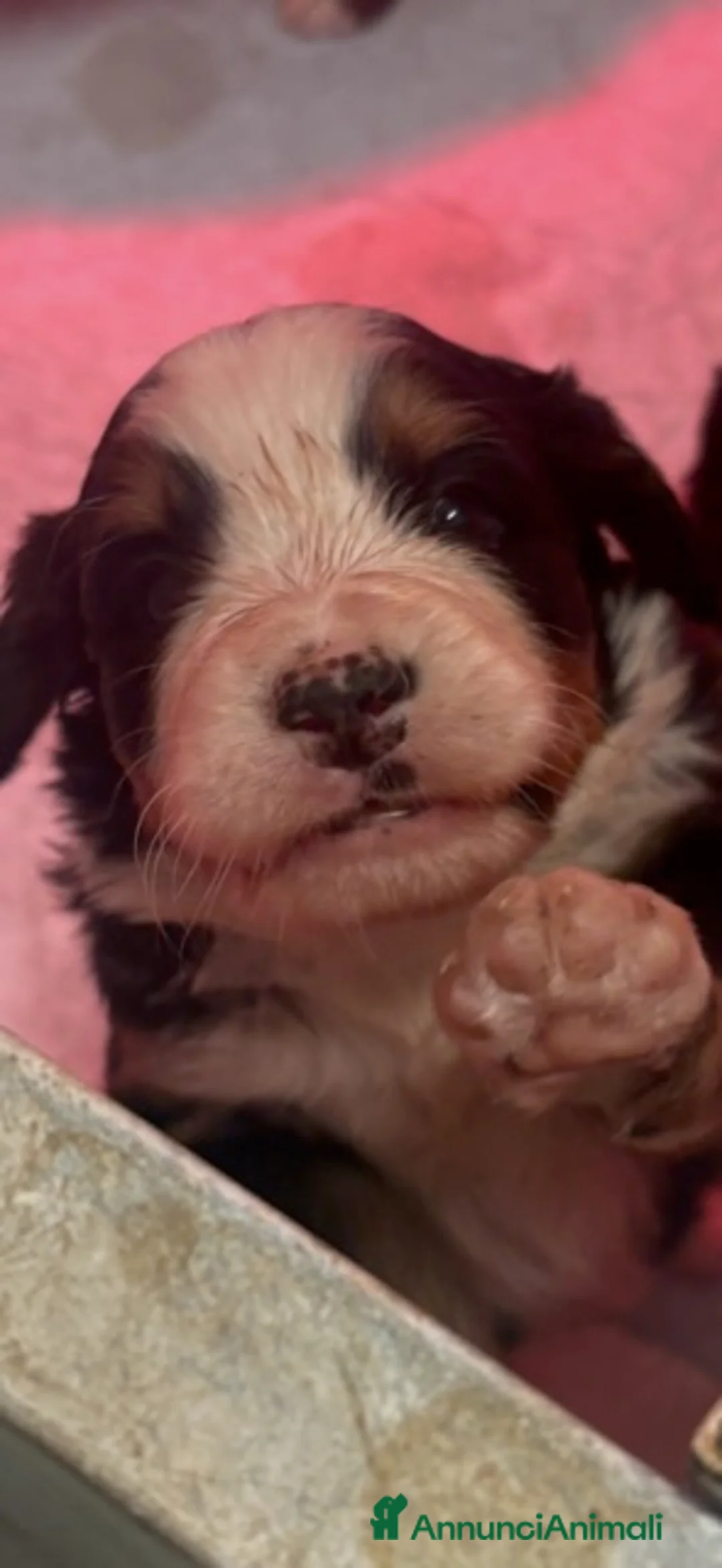 Bovaro del Bernese cani in vendita: Cuccioli Bovaro del Bernese - Annuncio 2