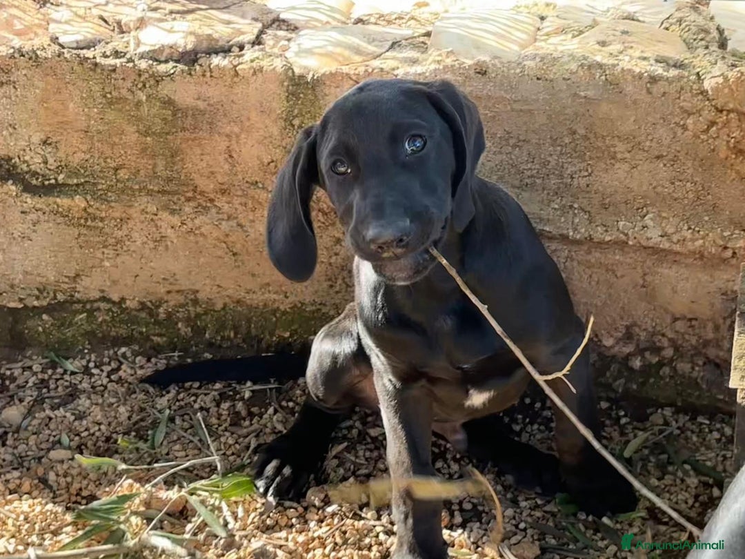 Meticcio cani in regalo: Paco, 3 mesi  - Annuncio 6