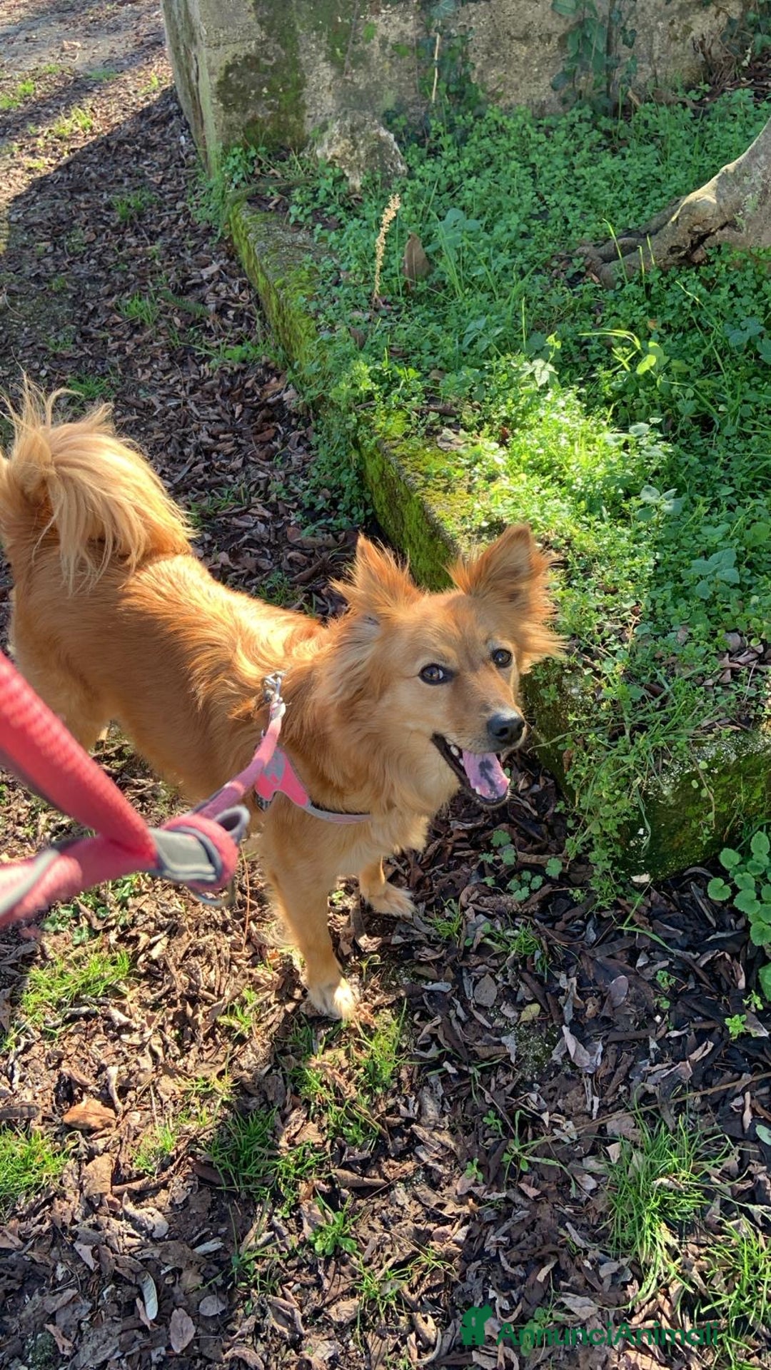 Volpino Italiano cani in regalo: Adozione per cagnolina senza razza - Annuncio 3