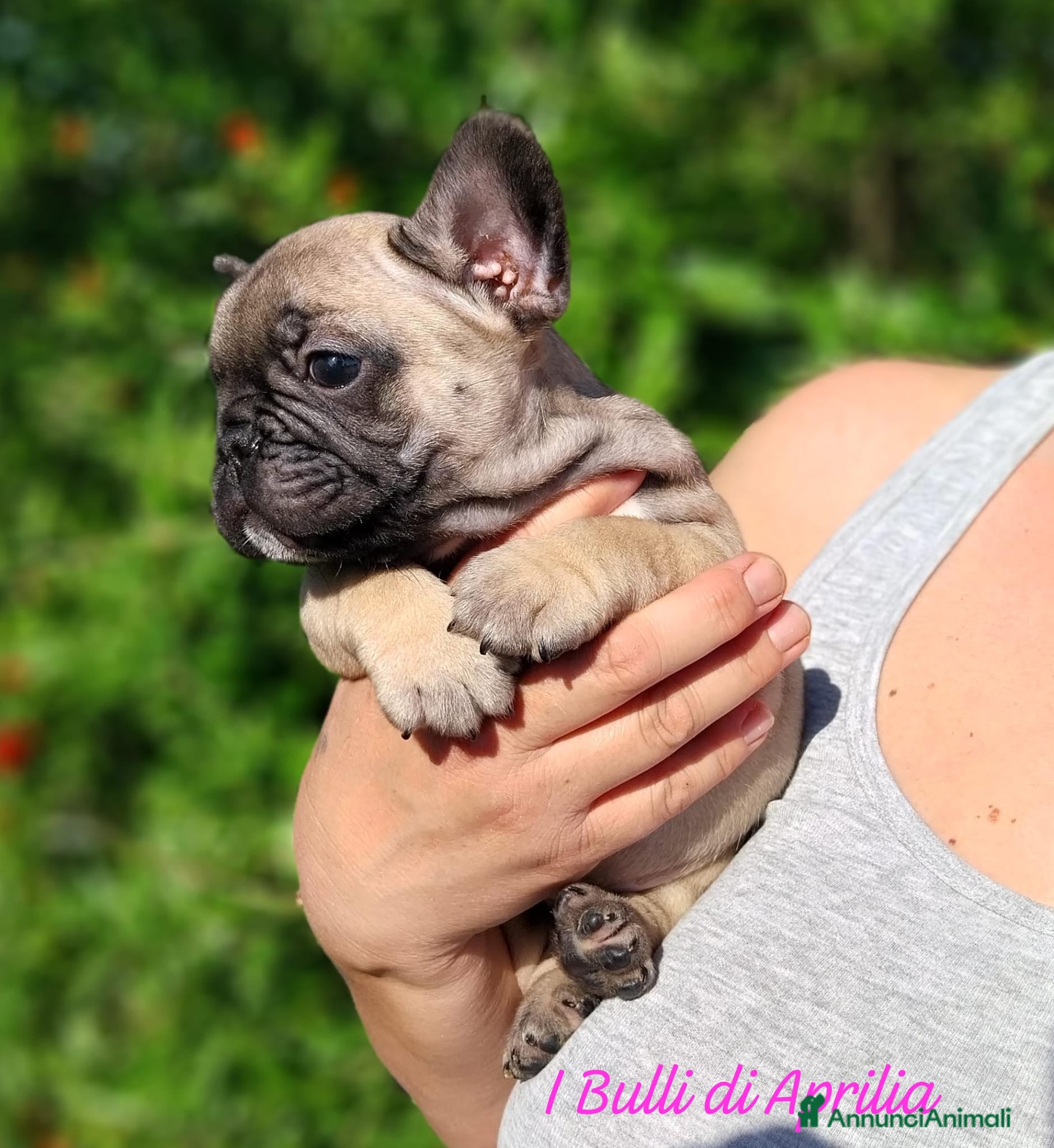 Bulldog Francese cani BOULEDOGUE FRANCESE  - Annuncio 5