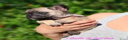 Bulldog Francese cani in vendita: BOULEDOGUE FRANCESE  - Annuncio 1