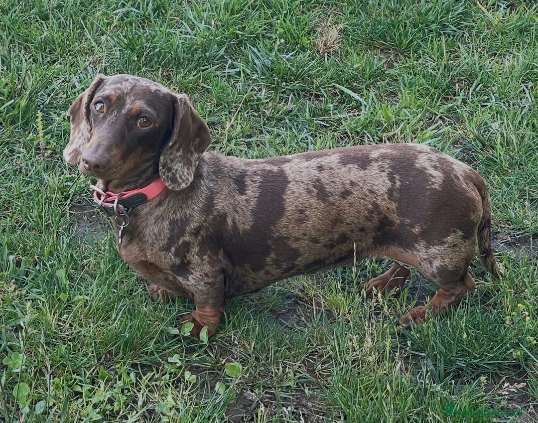 Bassotto Nano cani in vendita: Cuccioli bassotti arlecchini  a Provincia di Pavia - Annuncio 1