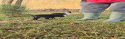 Meticcio cani in regalo: Carrie: 2 mesi taglia contenuta  - Annuncio 4