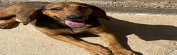 Segugio cani in regalo: Puck segugetto 5 anni cerca casa - adozione - Annuncio 5